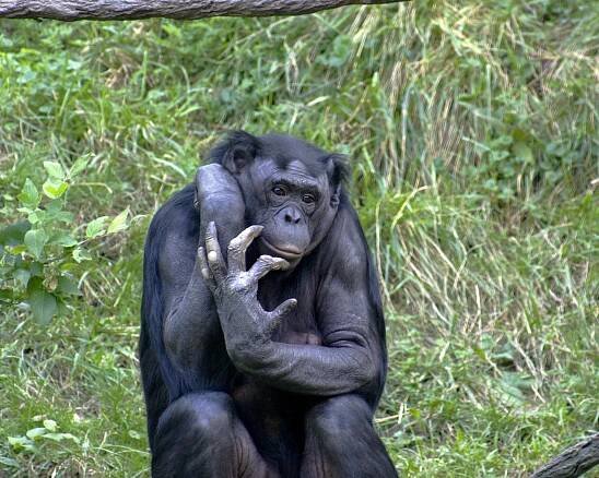 Šimpanz bonobo – Wikipedie