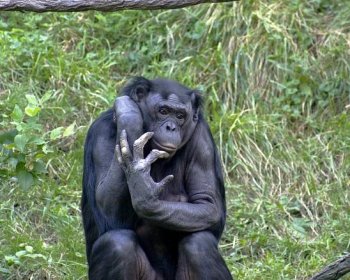 Soubor:Bonobo 009.jpg