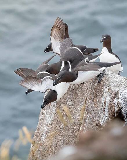 Razor Bills and Guillemots on Bornholm – Stefan Asp Photography