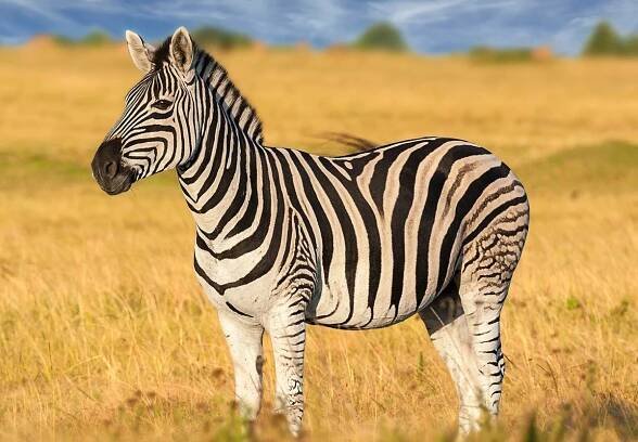 INTERNATIONAL ZEBRA DAY - January 31, 2026 - National Today