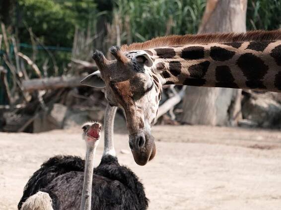 ZOO Lešná a Luhačovice – DANNHOFEROVO