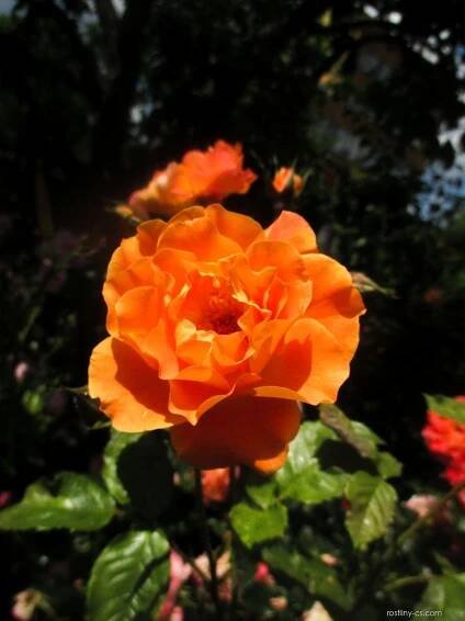 Růže Westerland - Sadové růže (Rosa)