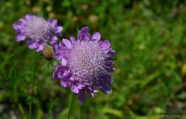 Hlaváč lesklý vápnomilný (Scabiosa lucida subsp calcicola)