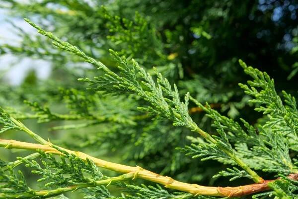 × Cupressocyparis leylandii | cypřišovec Leylandův - Van den Berk školky