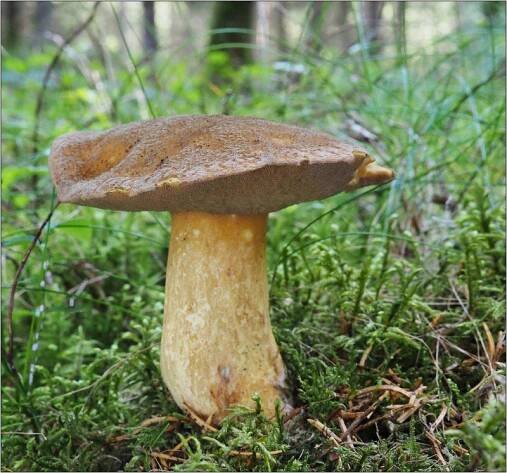 klouzek strakoš – Suillus variegatus - Českokrumlovsko - foto: Věra Hyráková 
