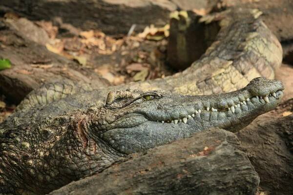 Základová fotografie na téma biologická věda, čelisti, čenich, crocodylus porosus, děsivý, detail, divočina, divoký, fotografie