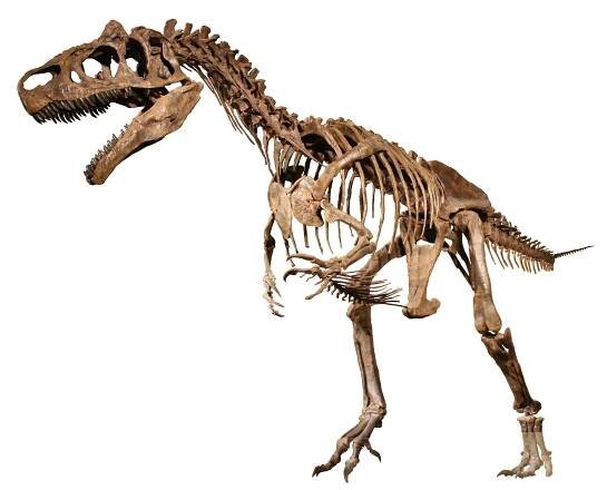 Theropoda