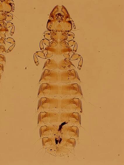 Obrázek - Brueelia nebulosa | BioLib.cz