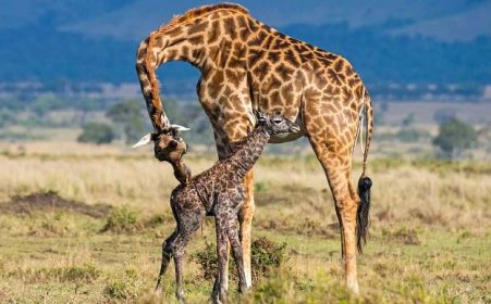 Chování, životní styl žirafy ve volné přírodě