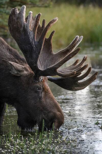 How and Where to Photograph Moose | PetaPixel