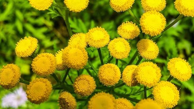 These are the best plants that repel insects