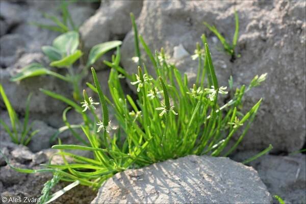 fotografický klíč k určování cévnatých rostlin :: BOTANICKÁ FOTOGALERIE