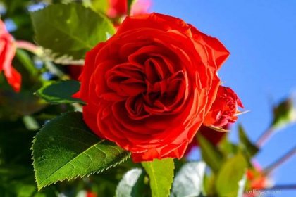 Stromkové růže