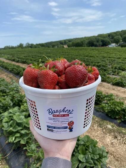 Baugher's Orchards and Farms - What We Grow