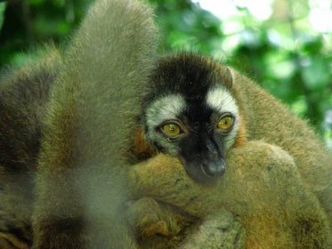 File:Red-fronted-lemur.jpg - Wikipedia
