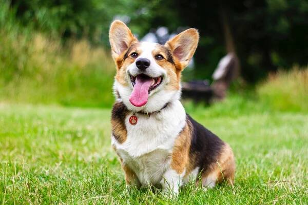 Portréty oblíbených plemen doma i ve světě: Welsh Corgi Pembroke – Mazlíčci v pohybu