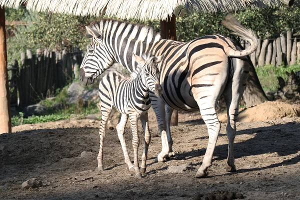 zebra Burchellova - Zoo Jihlava