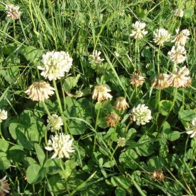 bobovité- FABACEAE – 2. stránka – PlantaNaturalis.com