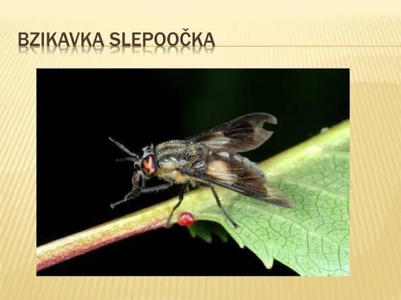PPT - HMYZ S PROMĚNOU DOKONALOU PowerPoint Presentation, free download - ID:897094