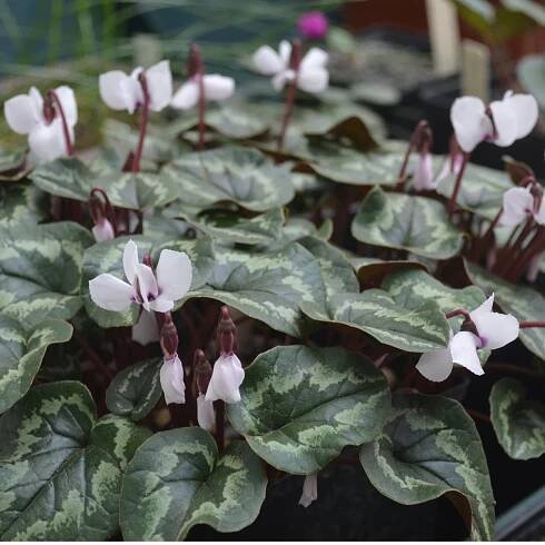 Brambořík bílý - Cyclamen coum album - hlízy bramboříku - 1 ks