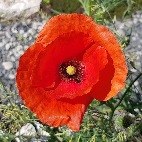 Mak vlčí Papaver rhoeas
