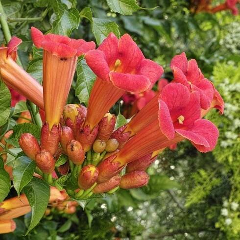 Hardy Perennial Vines: Fast-Growing Perennial Vines For The Landscape