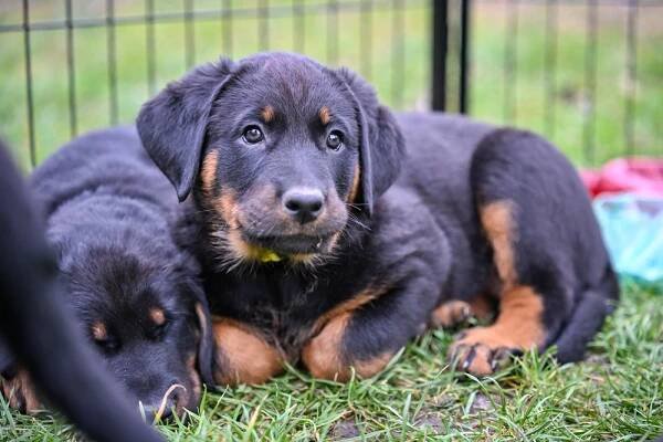 Kolik stojí beauceron štěně – cena v roce 2025 - monbeauce.cz