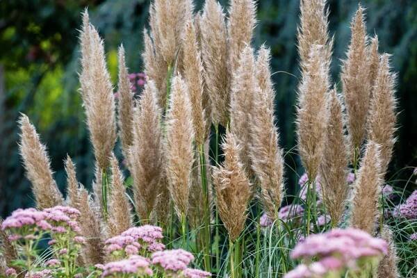 Cortaderia selloana 'Patagonia'