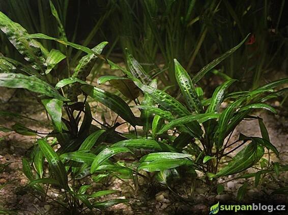 cryptocoryne affinis - Cryptocoryne haerteliana