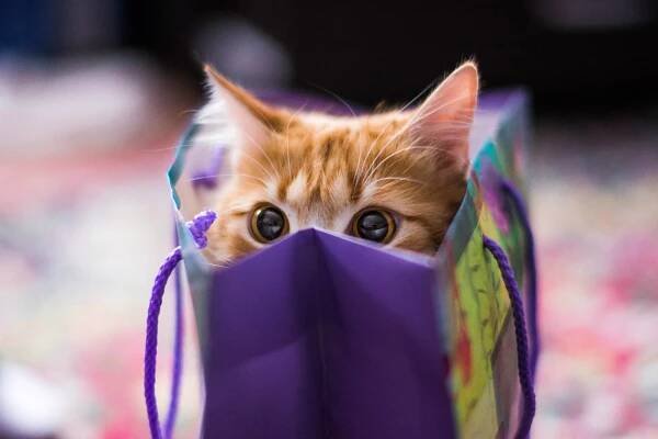 Cute Kitty Background Wallpaper