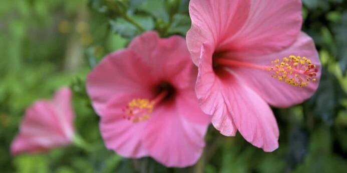 Ibišek čínský (Hibiscus rosa-senensis) je atraktivní pokojová květina s velkými květy, které mohou být v různých odstínech červené, růžové, oranžové, žluté i bílé. Ibišku se v bytě daří velmi dobře a nadělá doma spoustu parády