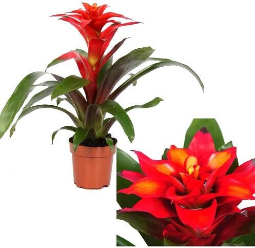 GROW by OBI Guzmánie "Optima", červená, průměr květináče cca 12 cm, Guzmania