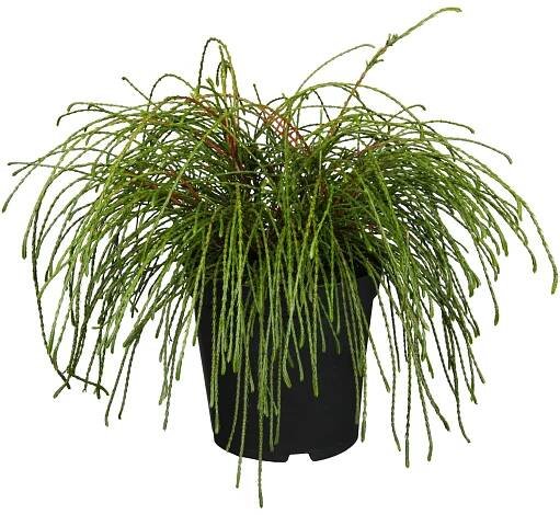 OBI Zerav obrovský "Whipcord" výška cca 20-30 cm květináč cca 2 l Thuja nakoupit u OBI