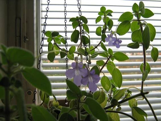 gesneriaceae, podpětovité, saintpaulia, STREPTOCARPUS | pěstování a množení