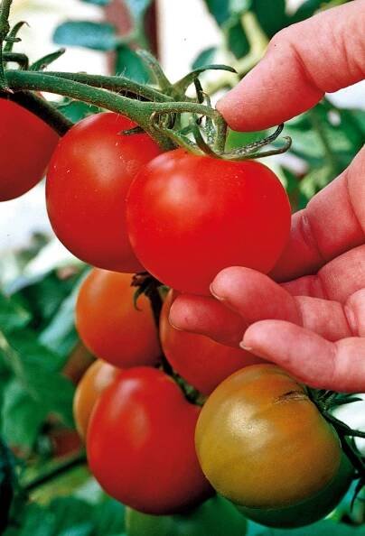 how to choose a greenhouse