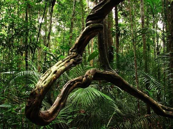 Lee más sobre el artículo AYAHUASCA: DE LA TIERRA CRECE HIERBA BUENA