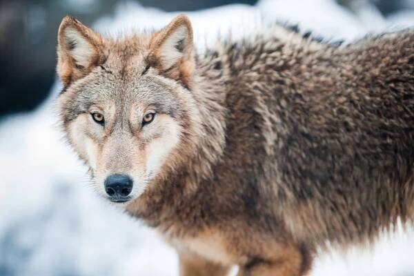 Stáhnout - Wolf (lat. canis lupus), stojící na sněhu, zaměření je na oči — Stock obrázek
