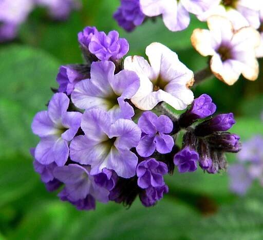 Pioneer Nursery : Siberian bugloss