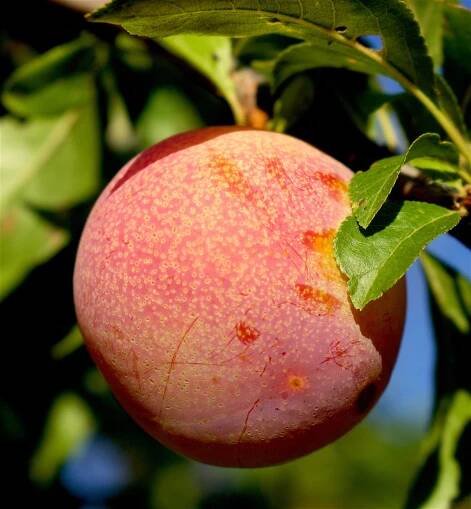 plum8162