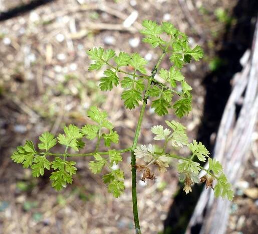 Anthriscus cerefolium (L.) Hoffm. - Portale della Flora d'Italia / Portal to the Flora of Italy