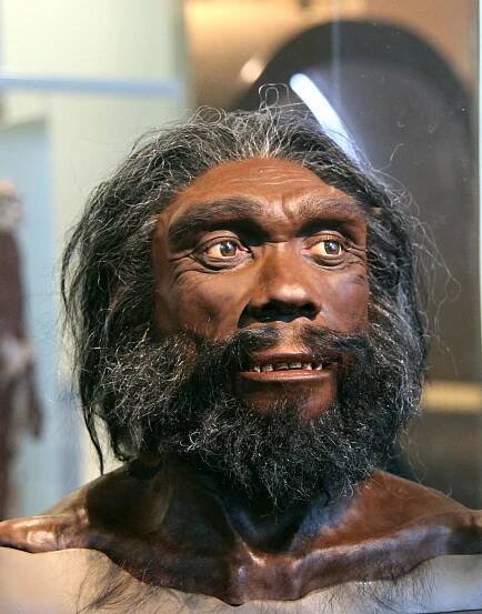Homo Heidelbergensis