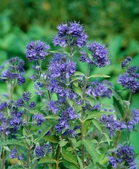 KALNDONSKÁ BARBULA KEW BLUE – KRÁSNÉ VOŇAVÉ MODRÉ KVĚTY