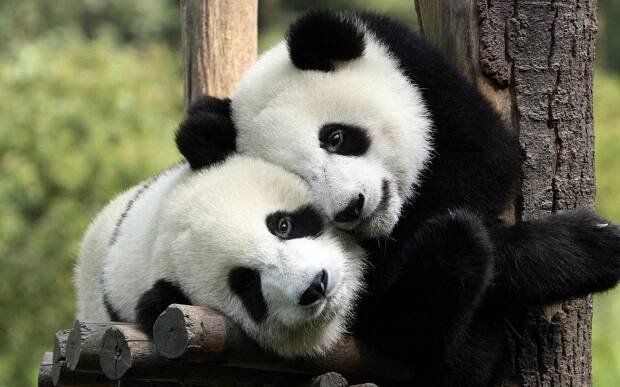 Pandas have cute markings because their food supply sucks