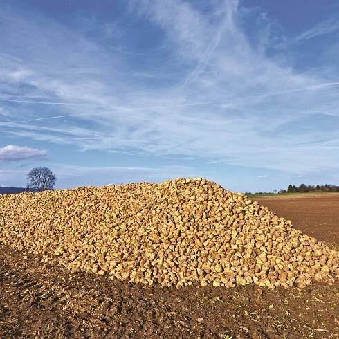 United Beet Seeds | CERCOTECH®