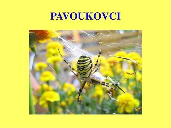 PPT - PAVOUKOVCI PowerPoint Presentation, free download - ID:1118651