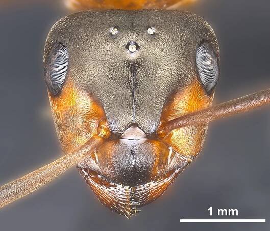 Formica polyctena gyne