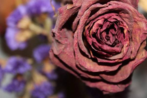 Fotky zdarma z Sušená růže