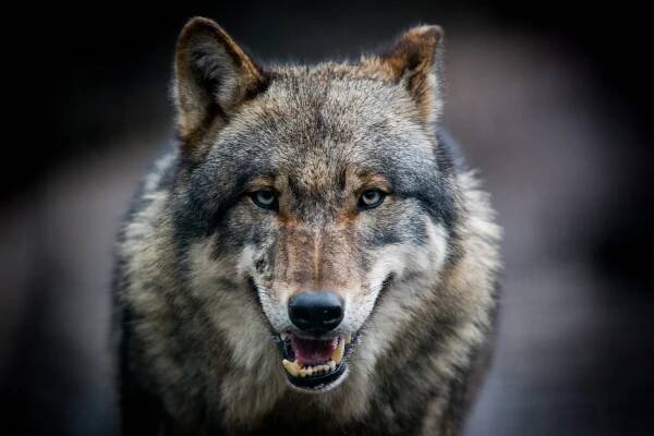 scary-dark-gray-wolf-canis-lupus