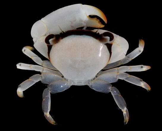 Crab Database · Krabi