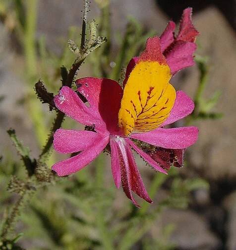 schizanthus grahamii flower